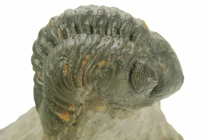 Curled Reedops Trilobite - Atchana, Morocco #377007